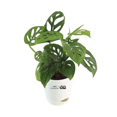 هدایای گیاهی تبلیغاتی C